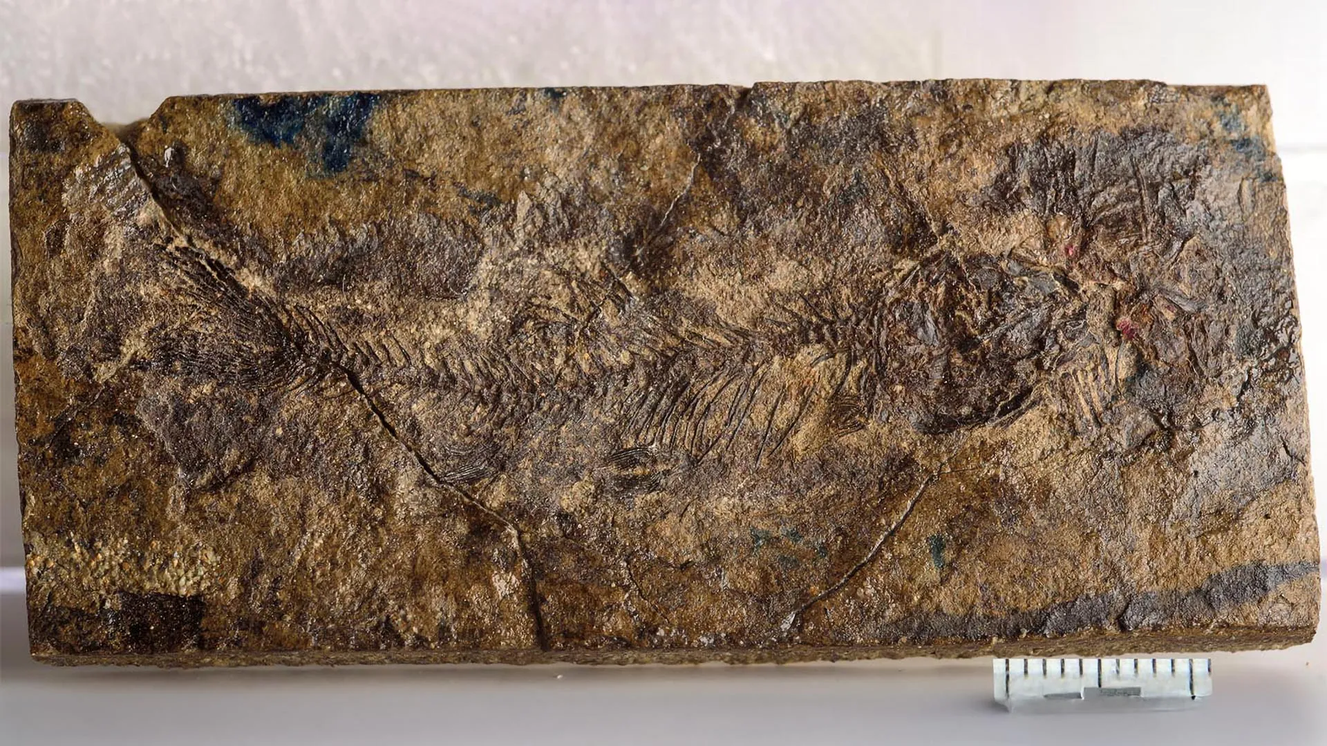 1848-concealed-for-70-million-years-a-small-fossil-fish-is-rewording-freshwater-advancement.webp